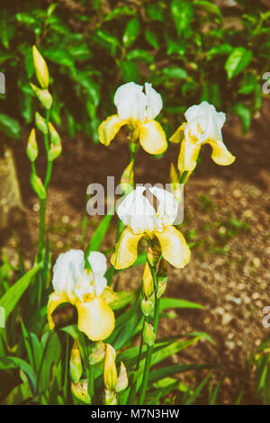 Iris blanc et jaune dans le potager. Tonique Banque D'Images