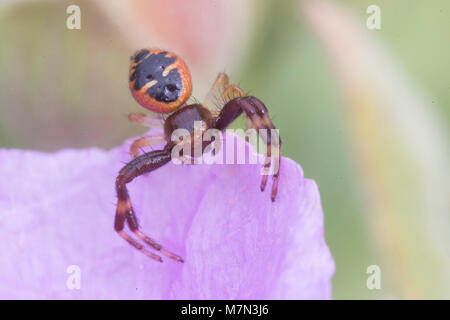 Araignée crabe Napoléon (Synema globosum) femmes en attente d'embuscade de proies. Banque D'Images