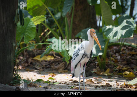 Belle ciconiidae se dresse sur le terrain seul près d'un des arbres et des plantes. Stork sur le fond nature Banque D'Images