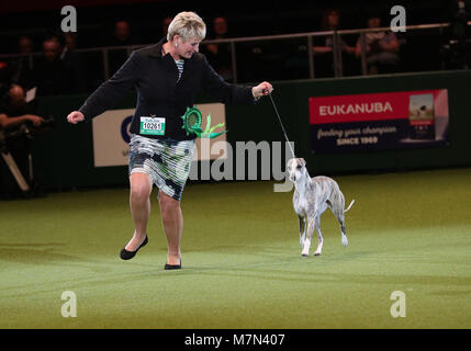 Tease, le Whippet, avec Yvette propriétaire peu avant elle a été nommée Championne suprême au cours de la dernière journée de Crufts 2018 au NEC de Birmingham. Banque D'Images