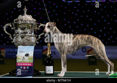 Tease, le Whippet, après qu'elle a été nommée Championne suprême au cours de la dernière journée de Crufts 2018 au NEC de Birmingham. Banque D'Images