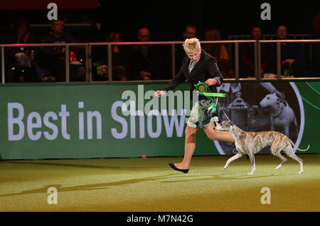 Tease, le Whippet, avec Yvette propriétaire peu avant elle a été nommée Championne suprême au cours de la dernière journée de Crufts 2018 au NEC de Birmingham. Banque D'Images