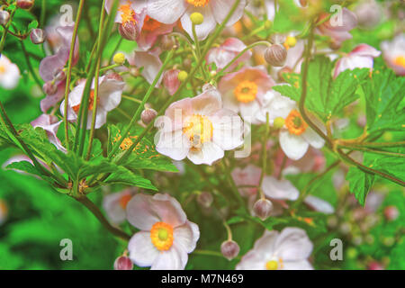 Jardin rose à fleurs Trummelbach falls dans les montagnes de la vallée de Lauterbrunnen, District du canton de Berne, Interlaken, en Suisse. Banque D'Images