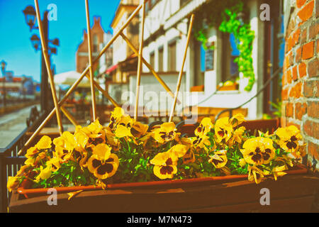 Fleur sauvage à la digue à Gdansk, en Pologne Banque D'Images