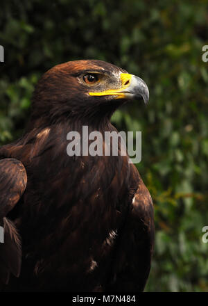 Gros plan d'un aigle doré sauvé (Aquila chrysaetos), à côté sur le fond de l'arbre. Banque D'Images