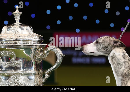 Tease, le Whippet, après qu'elle a été nommée Championne suprême au cours de la dernière journée de Crufts 2018 au NEC de Birmingham. Banque D'Images