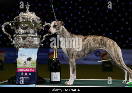 Tease, le Whippet, après qu'elle a été nommée Championne suprême au cours de la dernière journée de Crufts 2018 au NEC de Birmingham. Banque D'Images