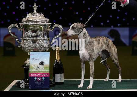 Tease, le Whippet, après qu'elle a été nommée Championne suprême au cours de la dernière journée de Crufts 2018 au NEC de Birmingham. Banque D'Images