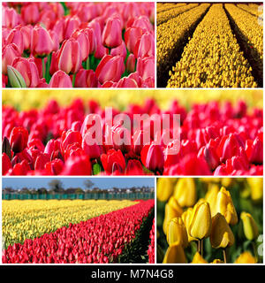 Les tulipes en fleurs Photo Collage. Beau paysage de plein air en Pays-Bas. Rangées de tulipes jaunes et rouges dans la campagne néerlandaise. Banque D'Images