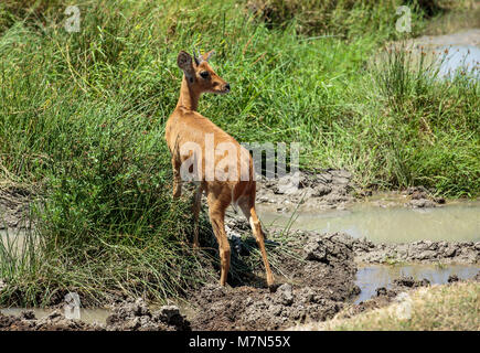 L'bohor reedbuck est une antilope originaire d'Afrique centrale. L'animal est placé dans le genre Redunca et dans la famille des bovidés. Banque D'Images