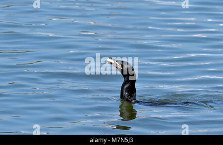 Oiseau noir brésilien nommé 'Biguá (Phalacrocorax brasilianus') dans le lac de manger un poisson Banque D'Images