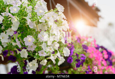 Pétunia blanc suspension Pot de fleurs contenant sur le toit avec la lumière du soleil le matin Banque D'Images