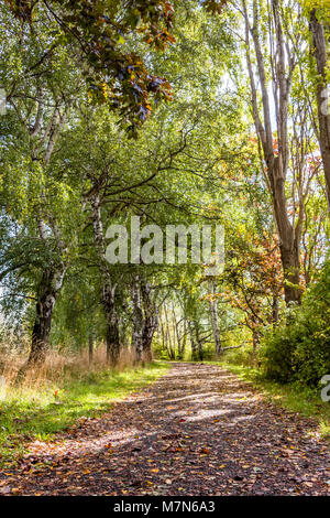 Un sentier de randonnée couverts de feuilles tombées dans un parc entre des buissons et des arbres avec des troncs blancs sur une journée d'automne Banque D'Images