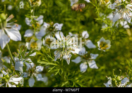 Fleur de fenouil, Svartkummin (Nigella Sativa) Banque D'Images