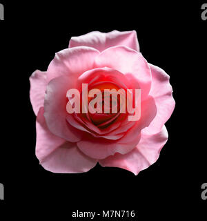 Belle Fleur Rose isolé sur fond noir Banque D'Images