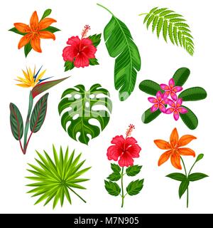 Ensemble de plantes tropicales stylisé, feuilles et fleurs. Pour les objets de décoration, design sur des brochures publicitaires, bannières, écorcheurs Illustration de Vecteur