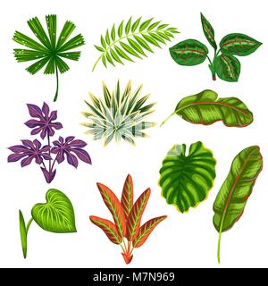 Ensemble de plantes tropicales et de feuilles stylisées. Pour les objets de décoration, design sur des brochures publicitaires, bannières, écorcheurs Illustration de Vecteur