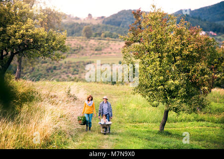 Senior couple with granddaughter jardinage dans le jardin. Banque D'Images