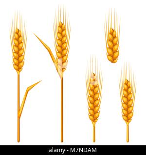 Des épis de blé, d'orge ou de seigle. Droit agricole pour la décoration d'emballage du pain, de la bière étiquettes, brochures et dépliants publicitaires Illustration de Vecteur