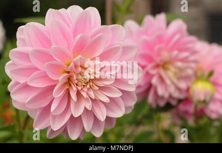 Dahlia 'Bracken Ballerina', un dahlia, nénuphar en fleur dans un jardin Anglais la fin de l'été, UK Banque D'Images