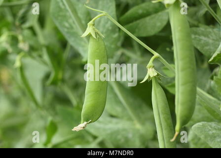 Pisum sativum 'terrain', une variété de pois des bombardements, s'approchant de la maturité dans un potager à la fin de l'été (août), Royaume-Uni Banque D'Images