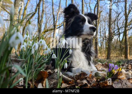 11 mars 2018, l'Allemagne, l'Sieversdorf : un Border Collie se trouve dans une forêt entre crocus et perce-neige. Avec des températures de 12 degrés et beaucoup de soleil dimanche a été la présentation de son meilleur côté à Berlin et Brandebourg. Photo : Patrick Pleul/dpa-Zentralbild/dpa Banque D'Images