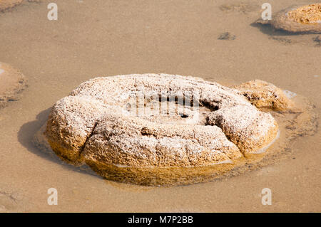 Lake Clifton Thrombolites - Ouest de l'Australie Banque D'Images