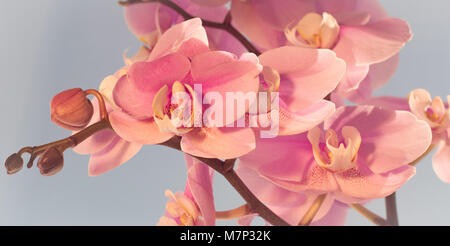 La lumière du soleil en direction de l'orchidée rose Banque D'Images