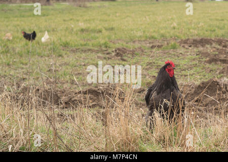 Free Range Chicken in Field Banque D'Images