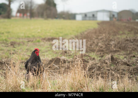 Free Range Chicken in Field Banque D'Images