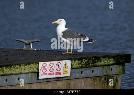 Moindre Goéland marin (Larus fuscus graellsii) Banque D'Images