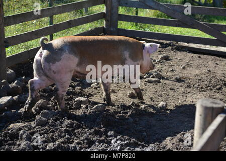 Porc boueux dans la boue, la saleté Banque D'Images