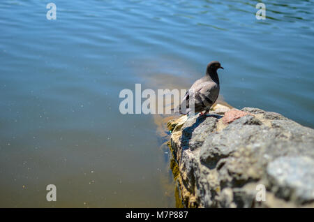 Pigeon debout sur le sol en pierre à côté de la rivière avec fond de l'eau brouillée Banque D'Images