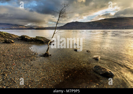 Lone Tree hanging on à Derwent Water, Lake District, Cumbria Banque D'Images