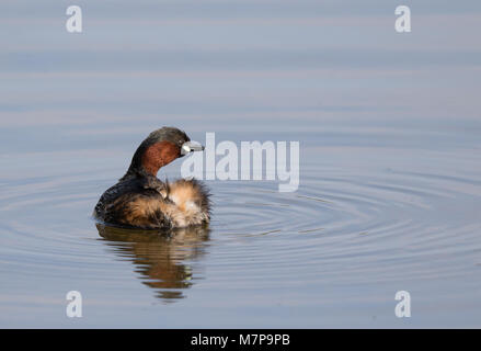 Vue arrière rapprochée de dabchick sauvage ou de petit grèbe (Tachybactus ruficollis) de l'arrière, nageant dans l'eau du Royaume-Uni, montrant l'extrémité arrière douce Banque D'Images