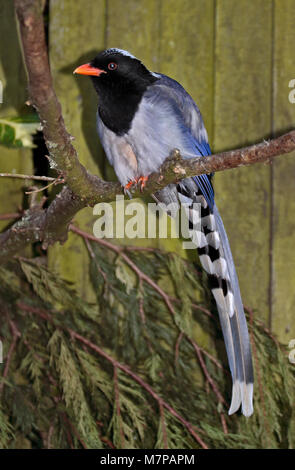 Bec rouge urocissa erythrorhyncha Magpie (bleu) Banque D'Images