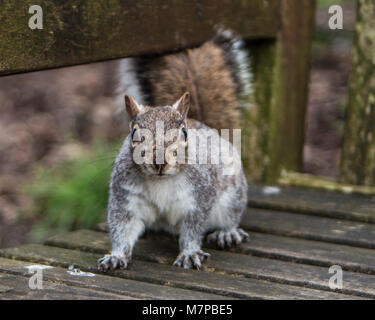 L'écureuil gris sur un banc de parc à Chester, Angleterre Banque D'Images