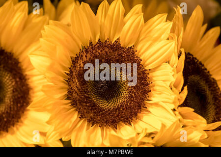 Tournesol (Helianthus) Banque D'Images
