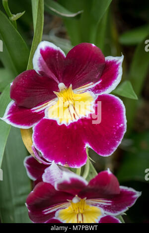 Orchidée papillon (Phalaenopsis) Banque D'Images