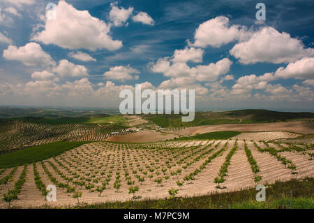La campagne de Cordoue, Baena, Cordoba province, région d'Andalousie, Espagne, Europe Banque D'Images