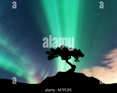 Aurora Borealis et silhouette d'un arbre sur la montagne. Aurora. Vert et violet northern lights. Ciel avec les étoiles et les lumières polaires. Paysage de nuit w Banque D'Images