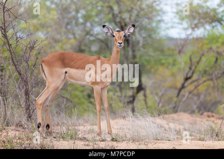 Une femme alerte, Impala Aepyceros melampus, debout dans lowveld regardant la caméra dans Kruger NP, Afrique du Sud Banque D'Images