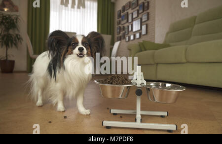 Papillon chien mange des aliments secs à partir d'un bol en métal sur un stand dans la salle de séjour Banque D'Images