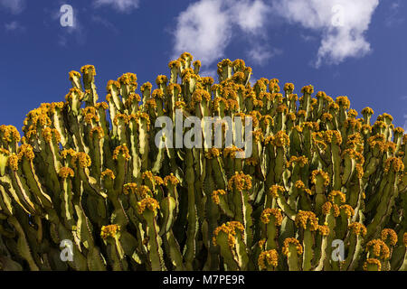 Grand cactus dans le soleil à Puerto del Carmen, Lanzarote, Îles Canaries Banque D'Images