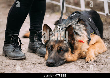Close Up triste Brown Berger Allemand étendue sur le sol près de femme pieds dans des chaussures. Chien Loup d'Alsace. Banque D'Images