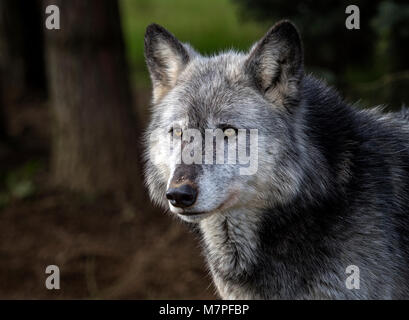 Femelle gris (gris) loup (Canis lupus), alias le loup ou le loup de l'ouest. Un chien originaire de régions sauvages de l'Eurasie et d'Amérique du Nord Banque D'Images