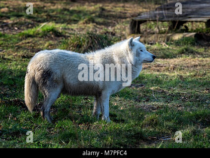 Le loup arctique (Canis lupus arctos), une sous-espèce de loup gris (loup gris), aka White wolf ou polaires, Arctique canadien, vit dans l'Alaska et du nord du Groenland Banque D'Images
