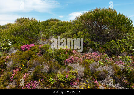 Big White azalea fleurs sauvages buissons (Cistus ladanifer, gomme ciste, Jara pringosa) et petites fleurs roses non loin de la côte de l'océan Atlantique (près de Al Banque D'Images