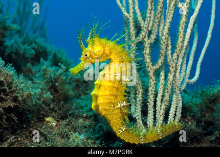 Sea Horse, long-snouted" (Hippocampus ramulosus), Majorque, Baleares, Espagne, Mer Méditerranée, Europe Banque D'Images