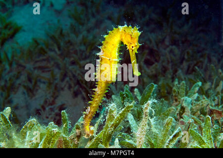 Hippocampe épineux, Jayakar's" (Hippocampus jayakari) maintenant sur les herbiers marins, les espèces menacées, Hurghada, Egypte, mer Rouge, Afrique Banque D'Images